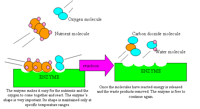 Molecules react by colliding together with force. Catalysts place the chemicals in such a way that they collide easily and break apart. That is why the shape of the enzyme is critical.